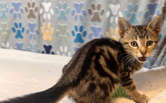 Enlarge Ferris, a Adoptable Domestic Short Hair in Goodlettsville, TN image 4/5