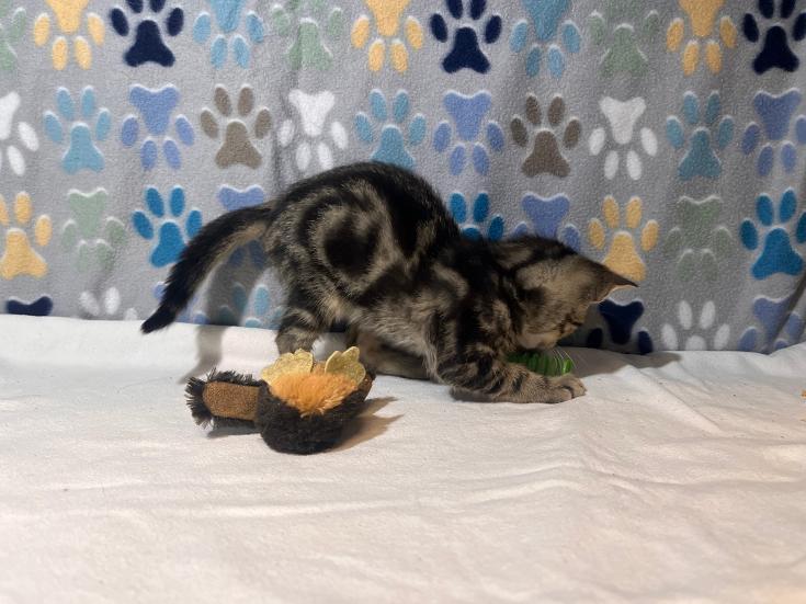 Enlarge Ferris, a Adoptable Domestic Short Hair in Goodlettsville, TN image 5/5