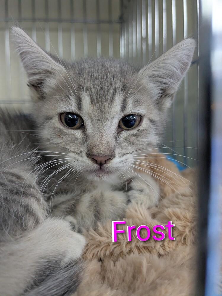 Enlarge Frost, a Adopted Domestic Short Hair in Yuma, AZ image 1/1