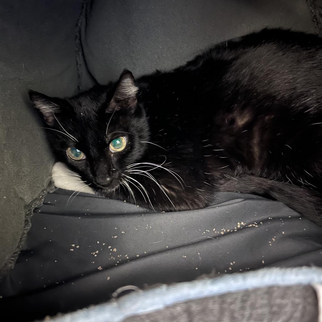 Azalea, Adoptable, Adult Female Domestic Short Hair.