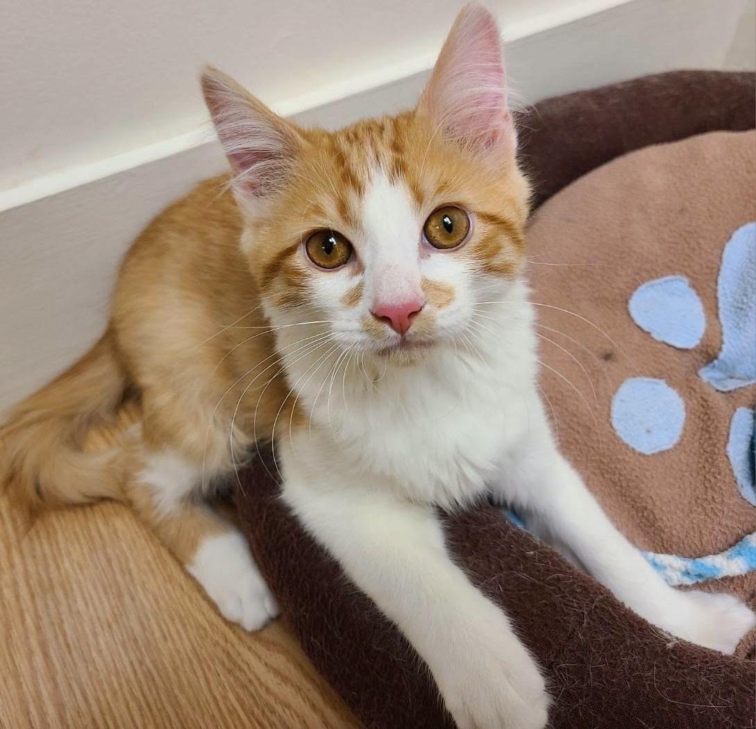 Enlarge Harmon26, a ADOPTABLE Domestic Long Hair in Milwaukee, WI image 2/3