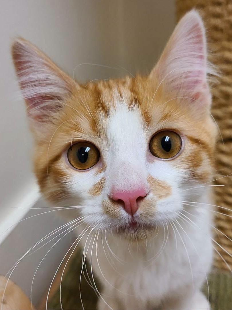 Harmon26, ADOPTABLE, Kitten Male Domestic Long Hair.