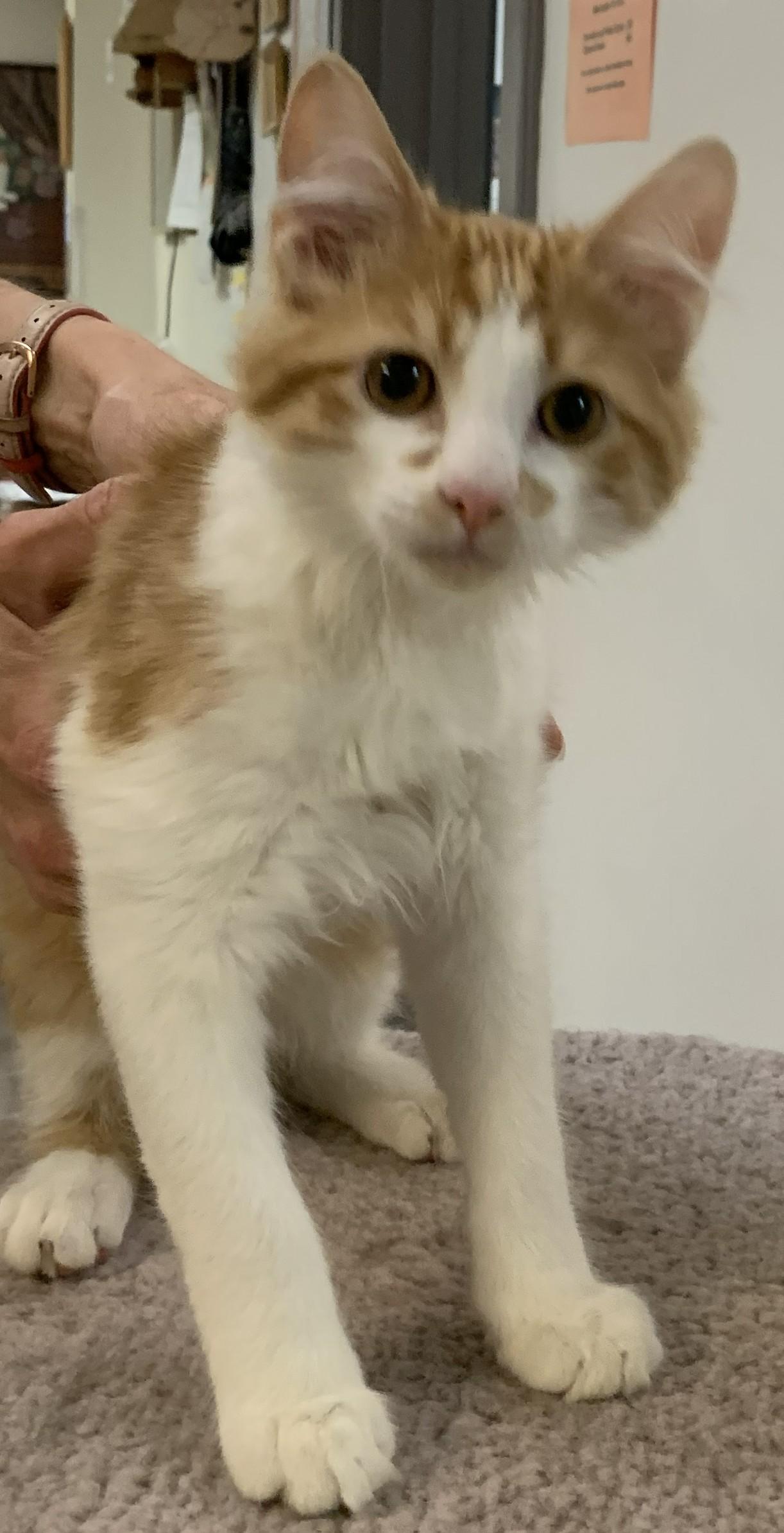 Enlarge Harmon26, a ADOPTABLE Domestic Long Hair in Milwaukee, WI image 3/3