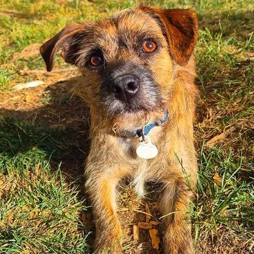 Enlarge Stripey, a Adoptable Terrier in Johnson City, TN image 1/3