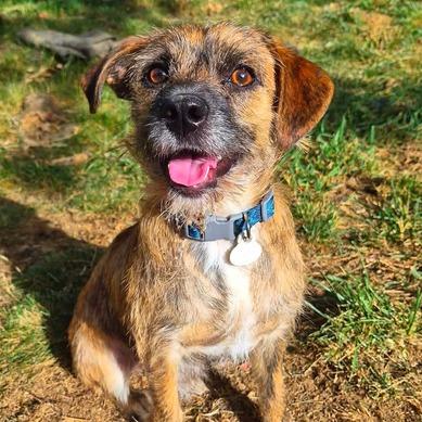 Enlarge Stripey, a Adoptable Terrier in Johnson City, TN image 2/3