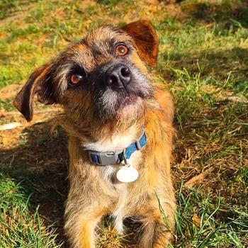 Enlarge Stripey, a Adoptable Terrier in Johnson City, TN image 3/3
