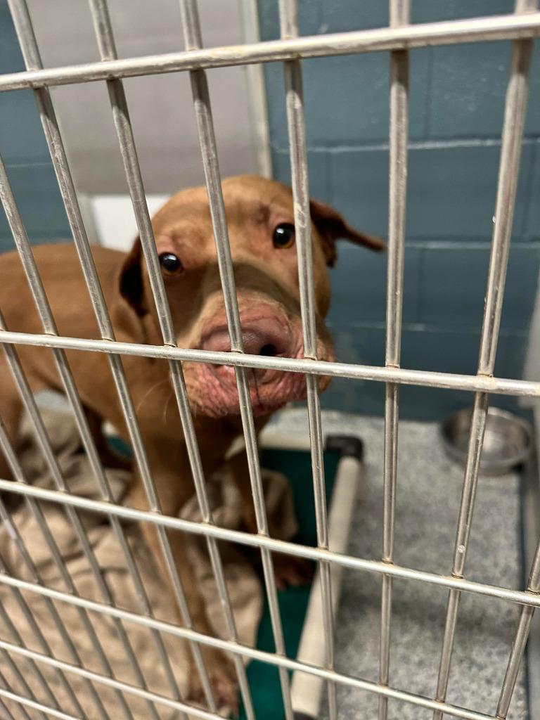 Winona, Adoptable, Young Female Weimaraner.