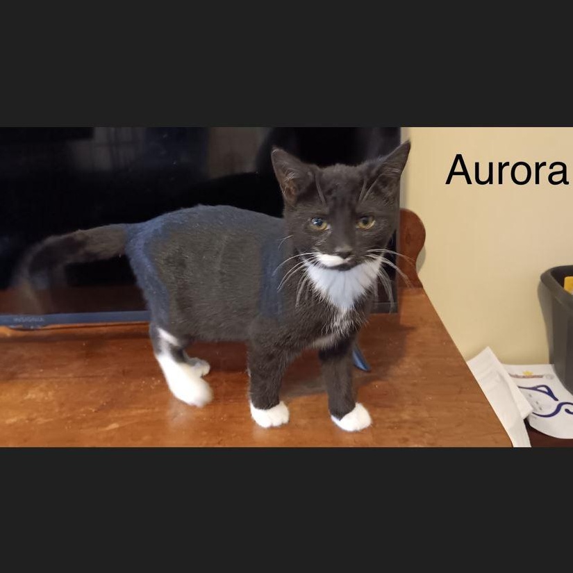 Enlarge Aurora, a Adoptable Domestic Medium Hair in Menasha, WI image 1/1