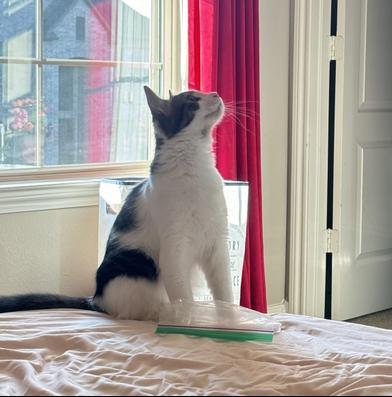 Enlarge Daze, a Adoptable mixed breed in Liverpool, TX image 4/5