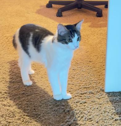 Enlarge Daze, a Adoptable mixed breed in Liverpool, TX image 5/5