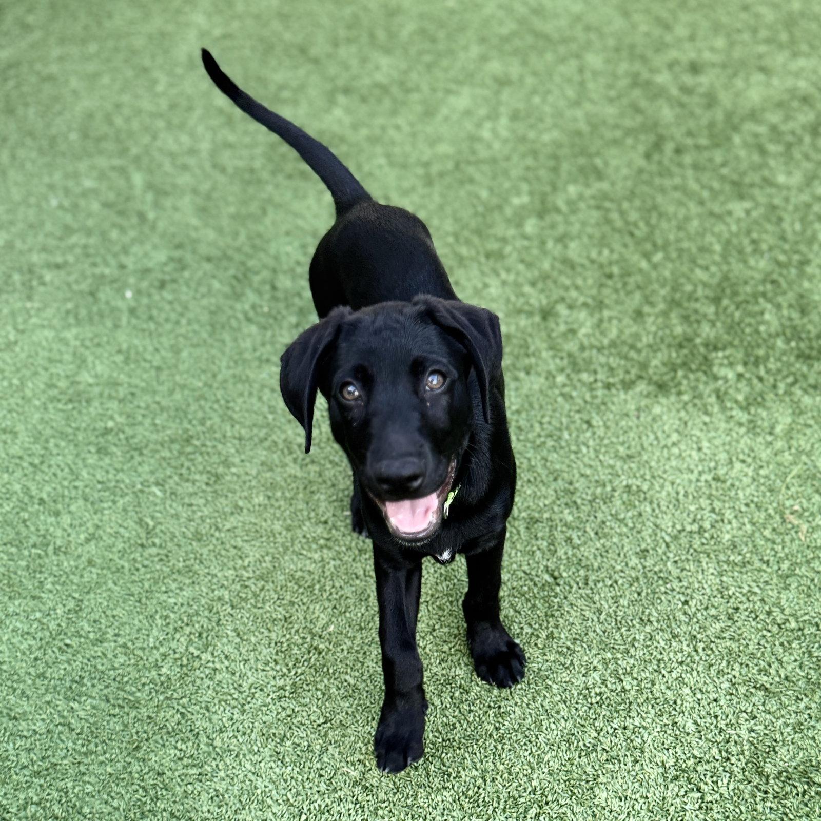 Elton Song, Adoptable, Young Male Labrador Retriever.
