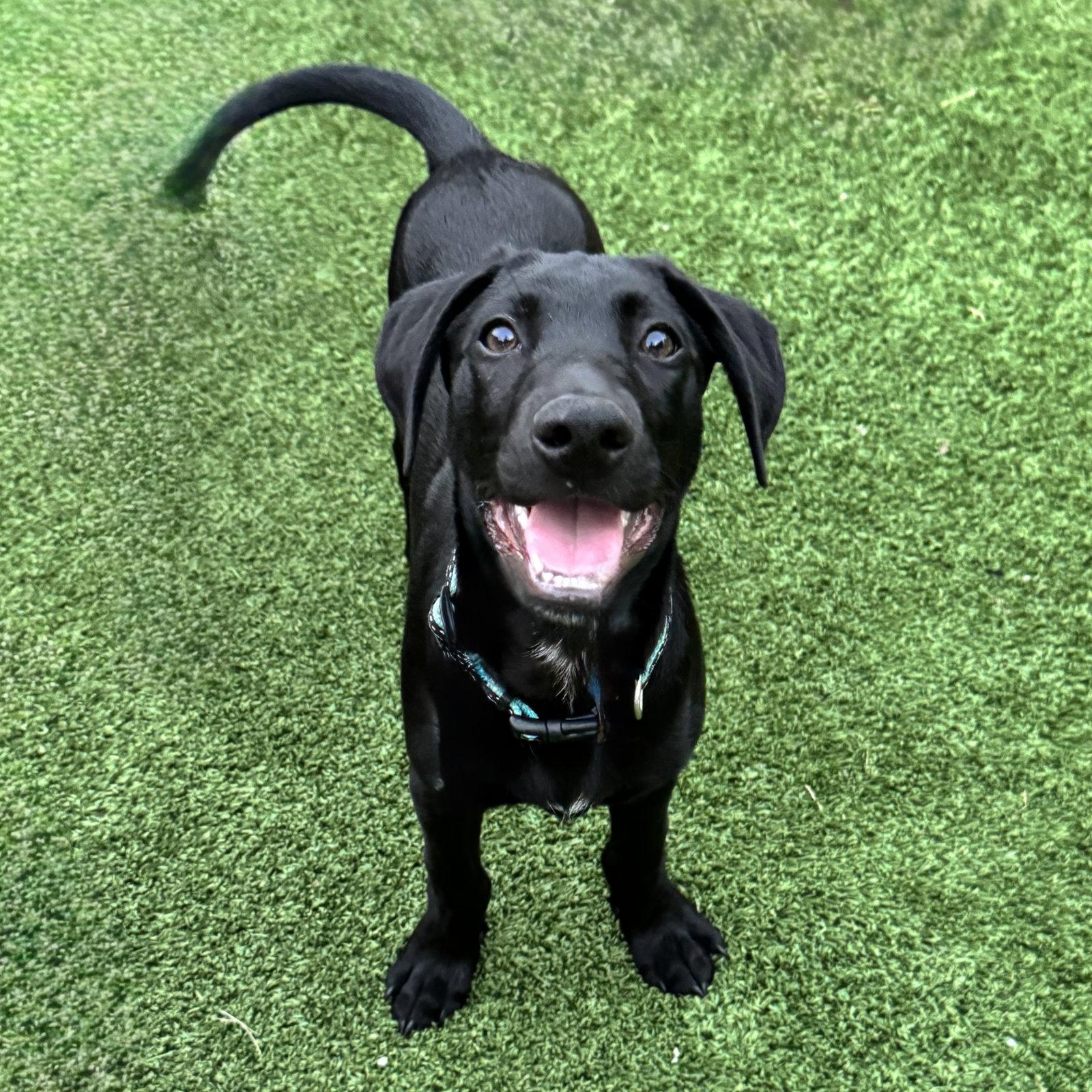 Elton Song, a Adoptable Labrador Retriever in Fort Worth, TX image 2/3
