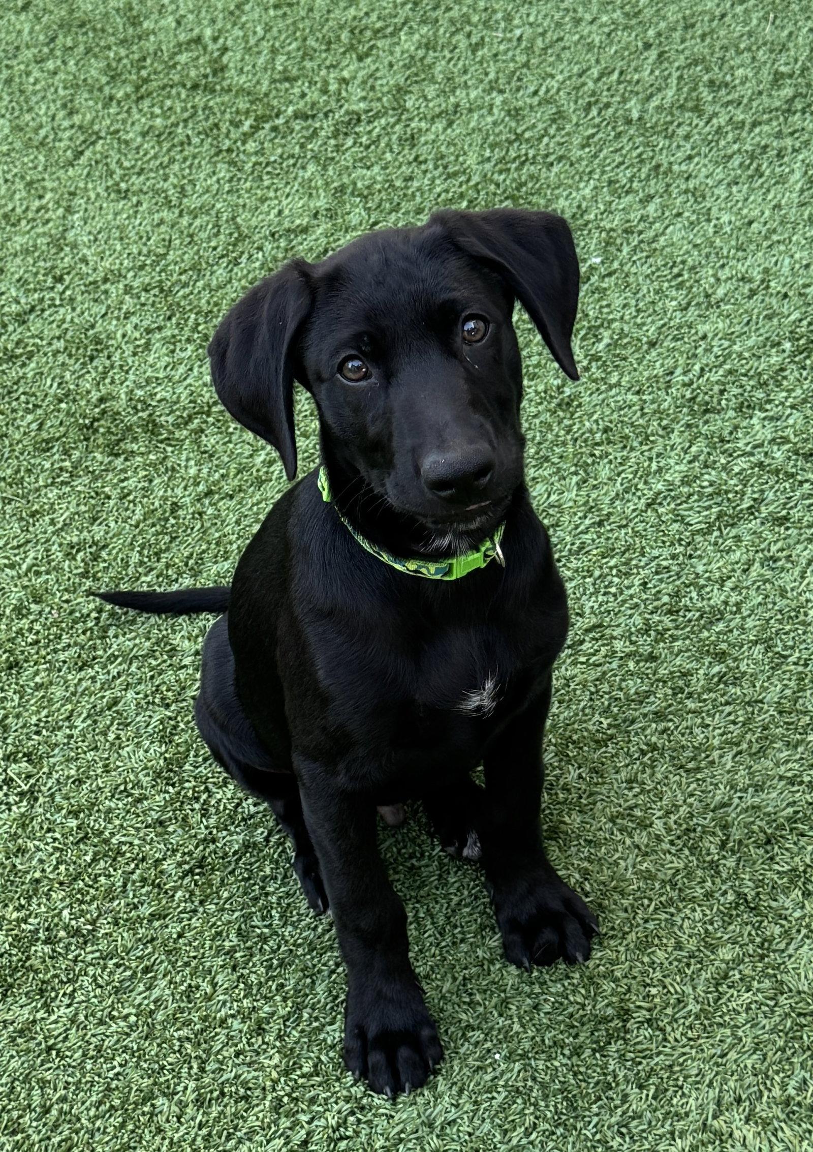 Elton Song, a Adoptable Labrador Retriever in Fort Worth, TX image 3/3