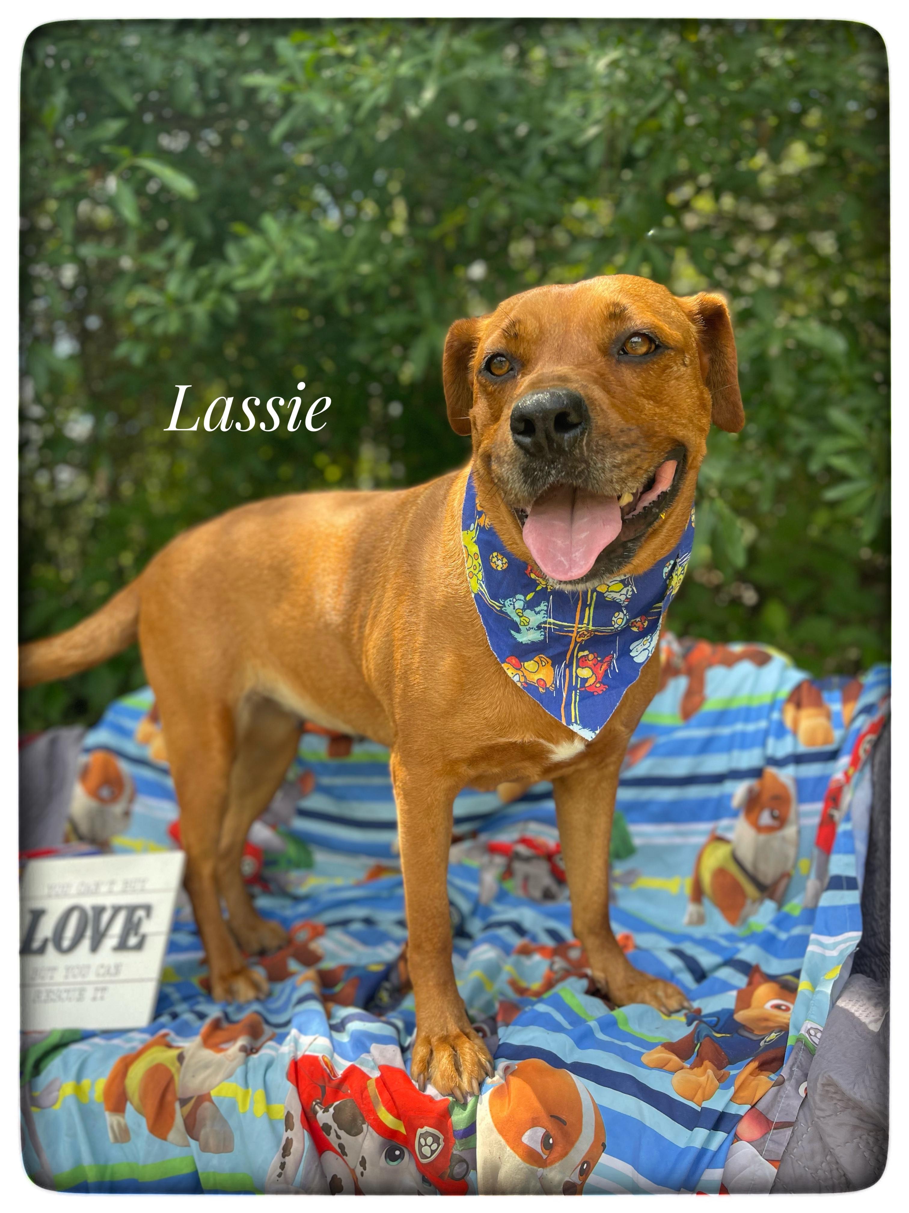 Lassie, ADOPTABLE, Adult Female Redbone Coonhound.
