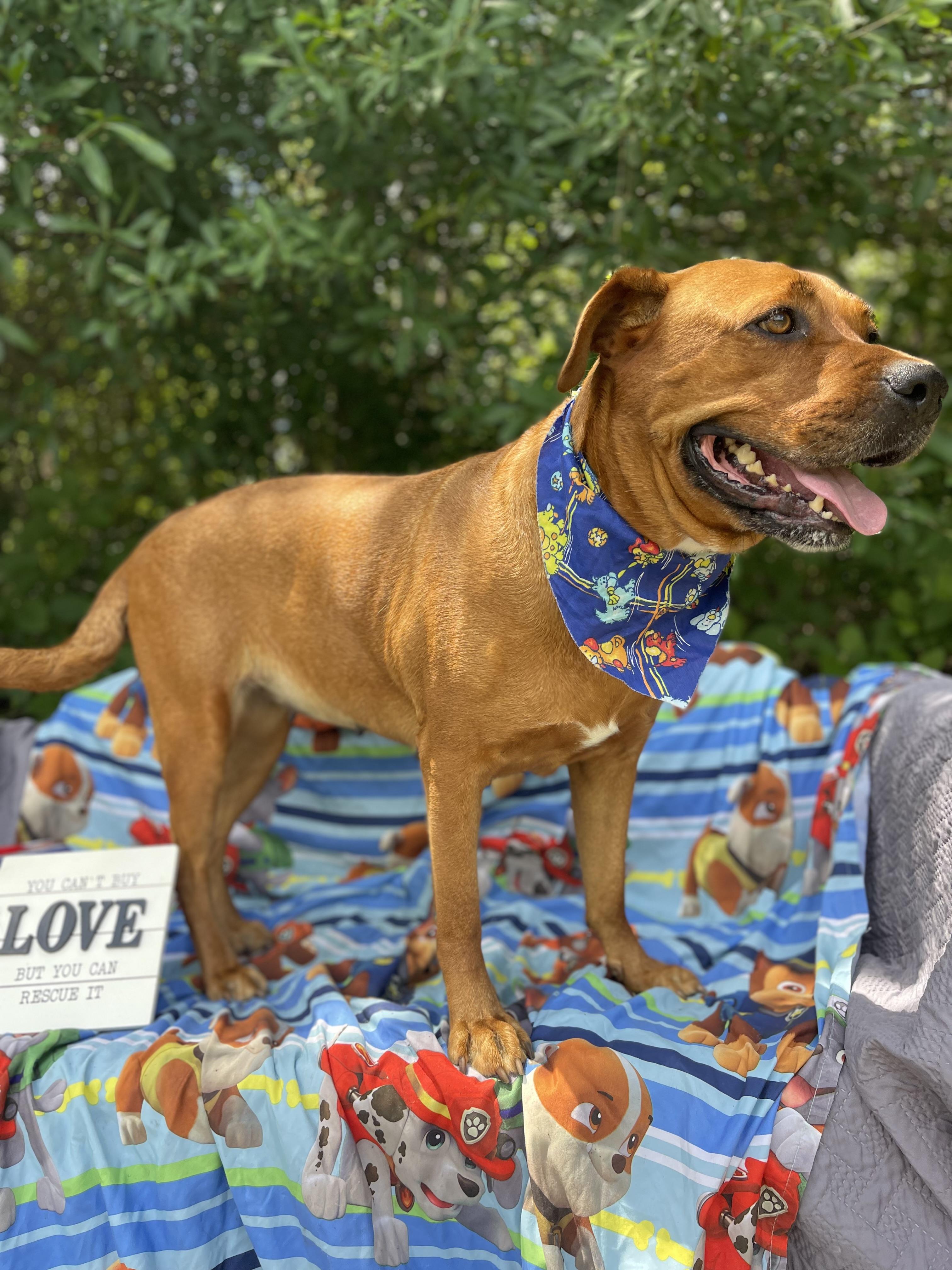 Enlarge Lassie, a ADOPTABLE mixed breed in Sebring, FL image 2/4