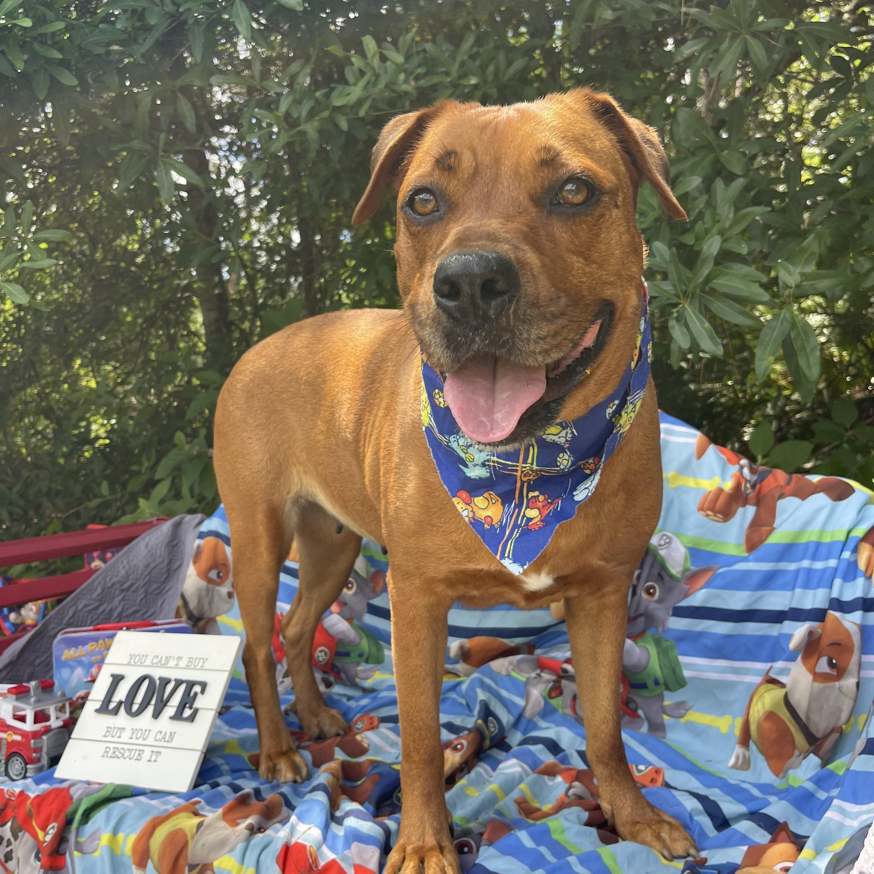 Enlarge Lassie, a ADOPTABLE mixed breed in Sebring, FL image 3/4
