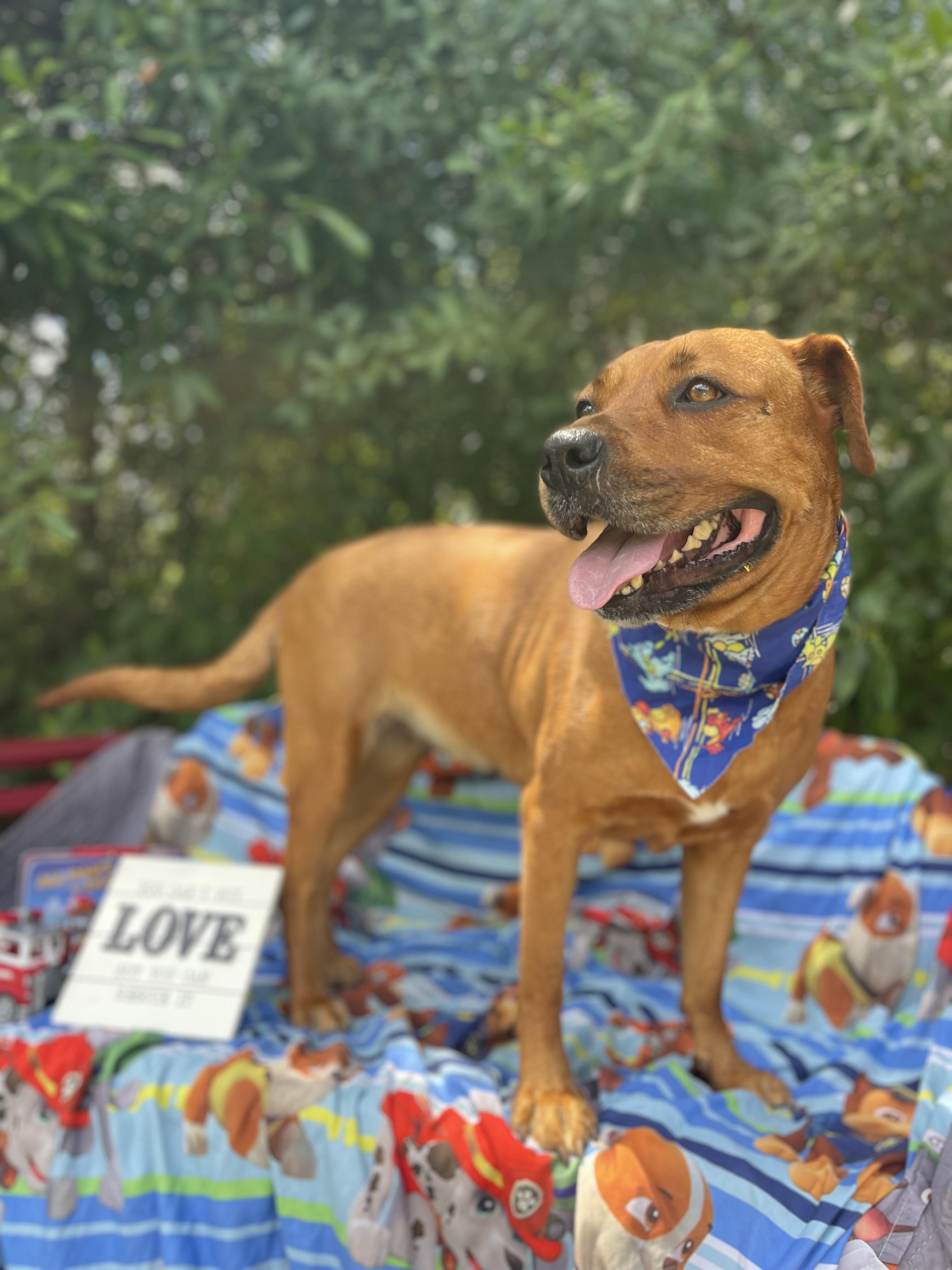 Enlarge Lassie, a ADOPTABLE mixed breed in Sebring, FL image 4/4