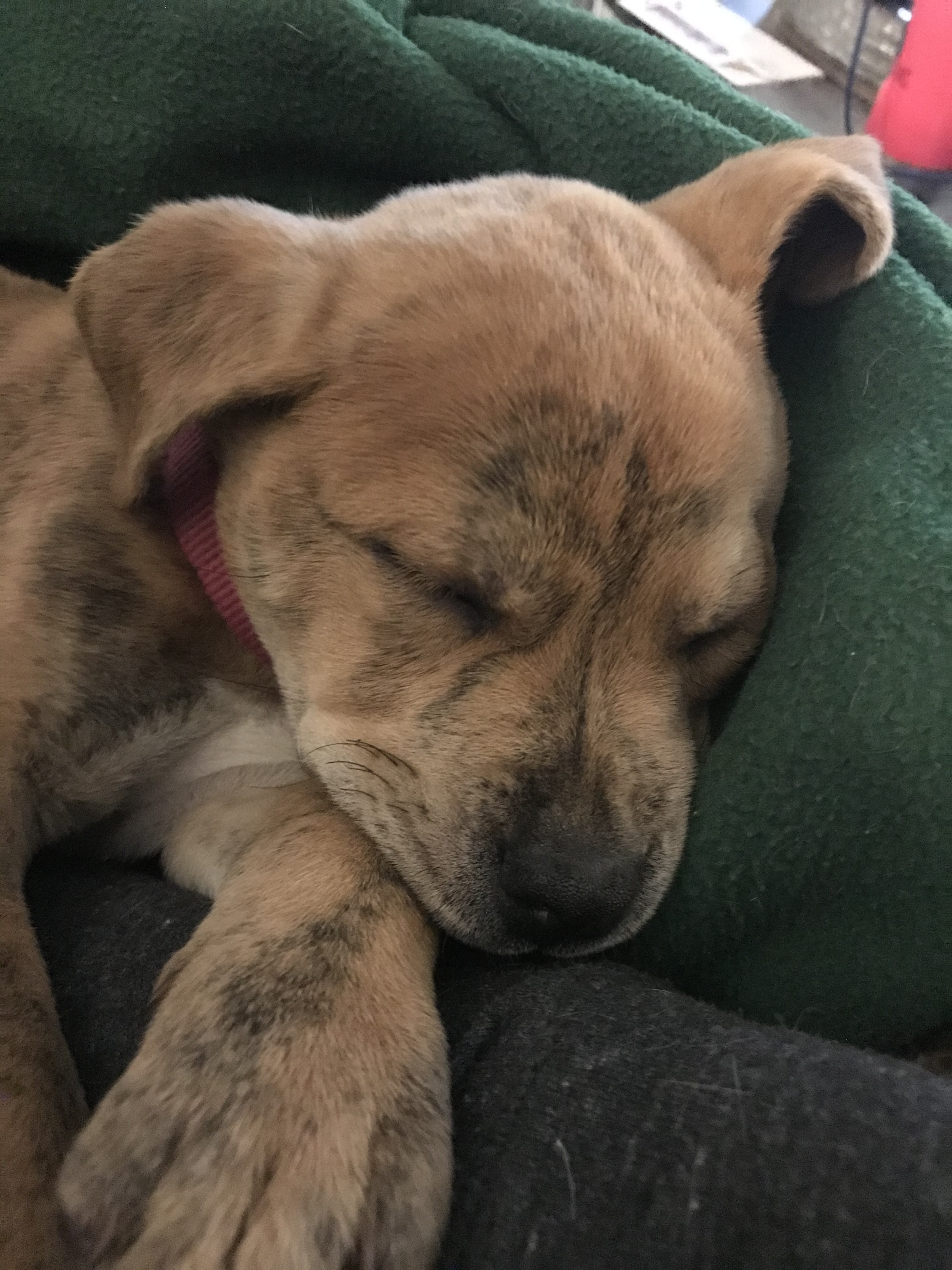 Be a foster parent, a Adoptable mixed breed in East Lansing, MI image 2/6