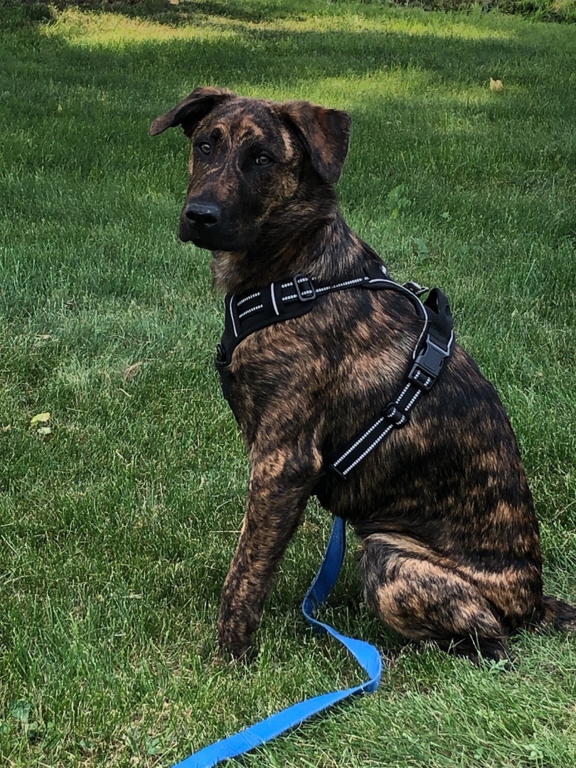 Be a foster parent, a Adoptable mixed breed in East Lansing, MI image 4/6