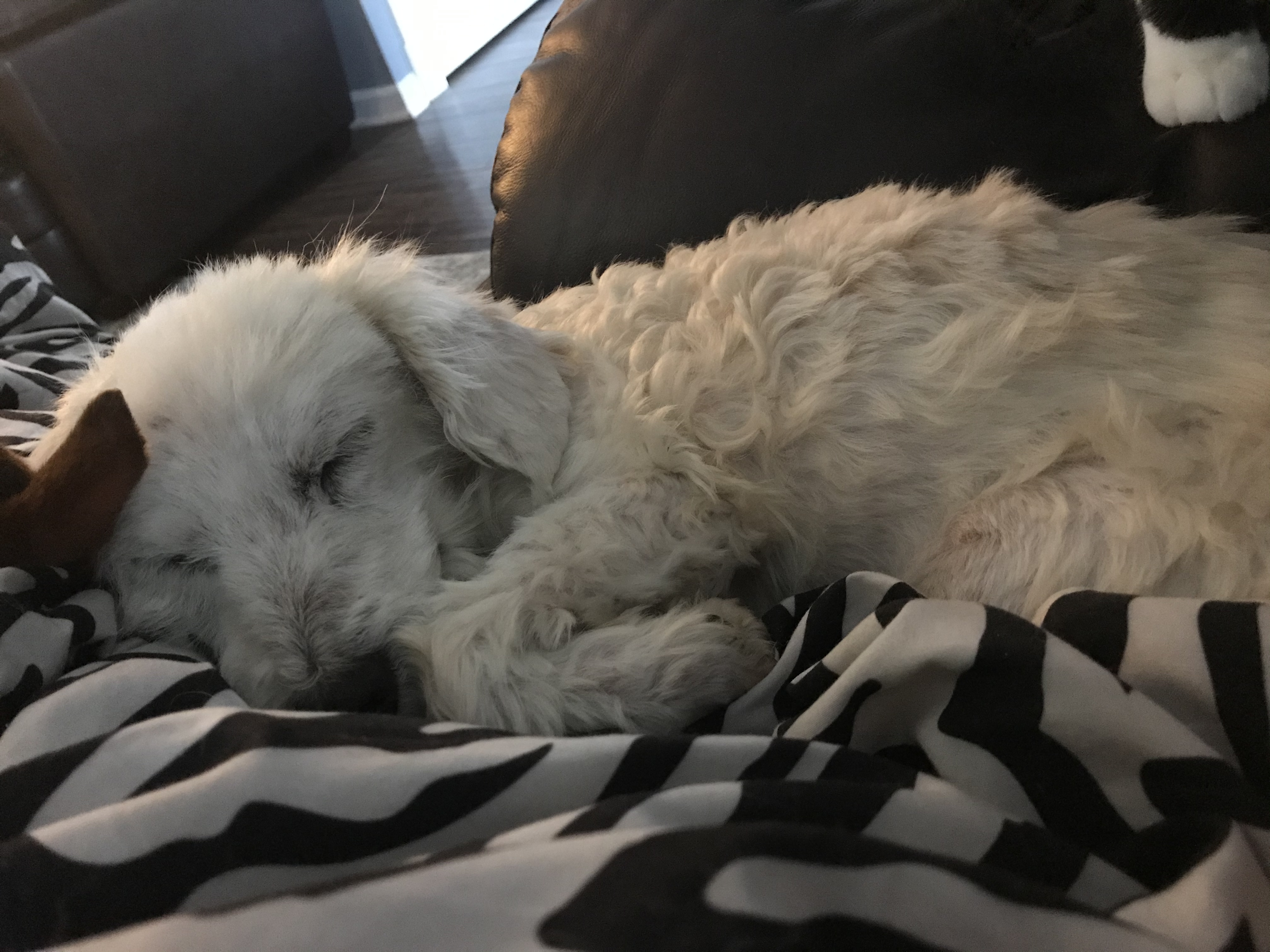 Be a foster parent, a Adoptable mixed breed in East Lansing, MI image 6/6