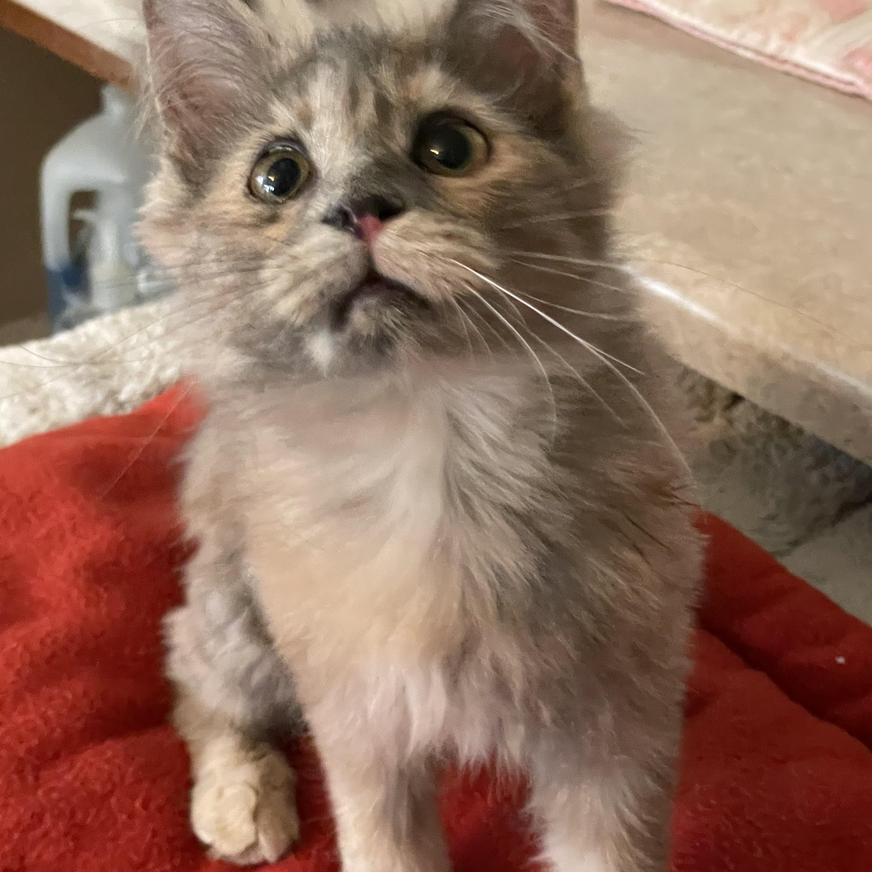 Gracie Lou And Laura