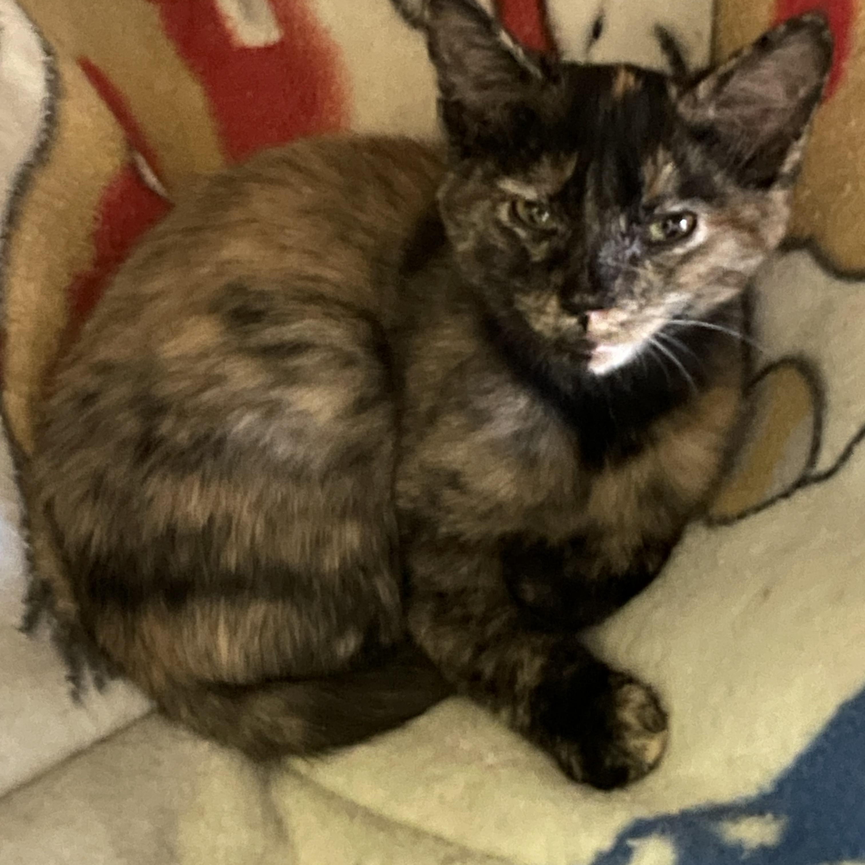 Gracie Lou And Laura thumbnail 2