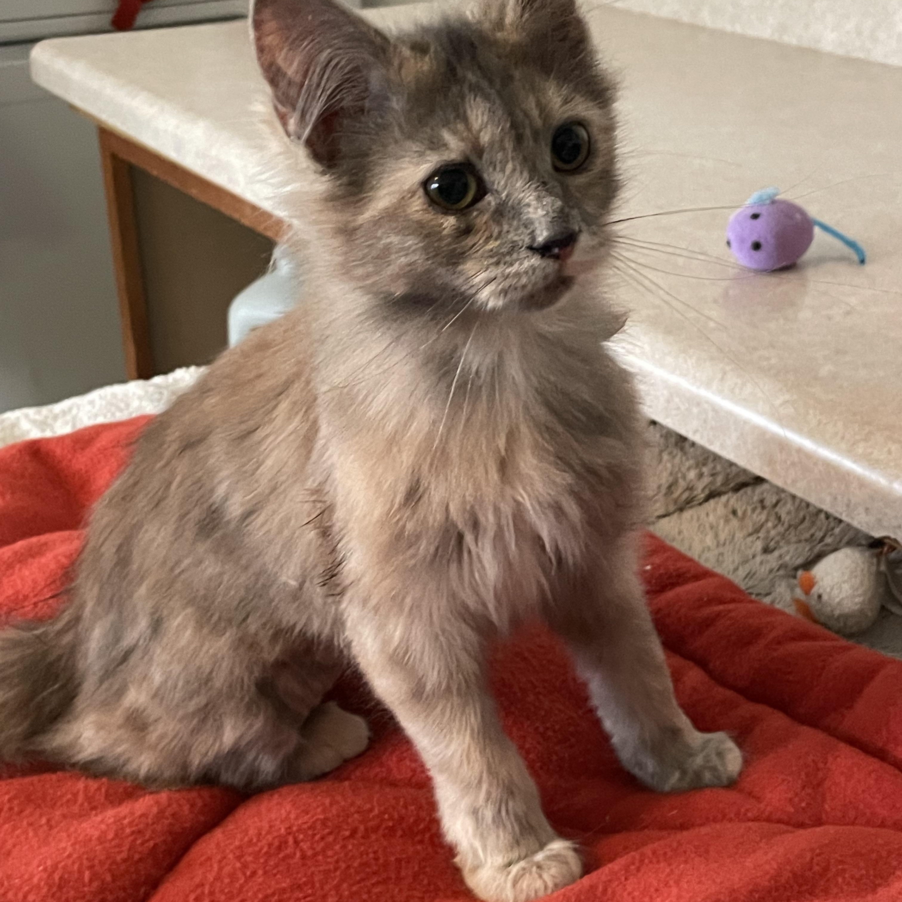 Gracie Lou And Laura thumbnail 4