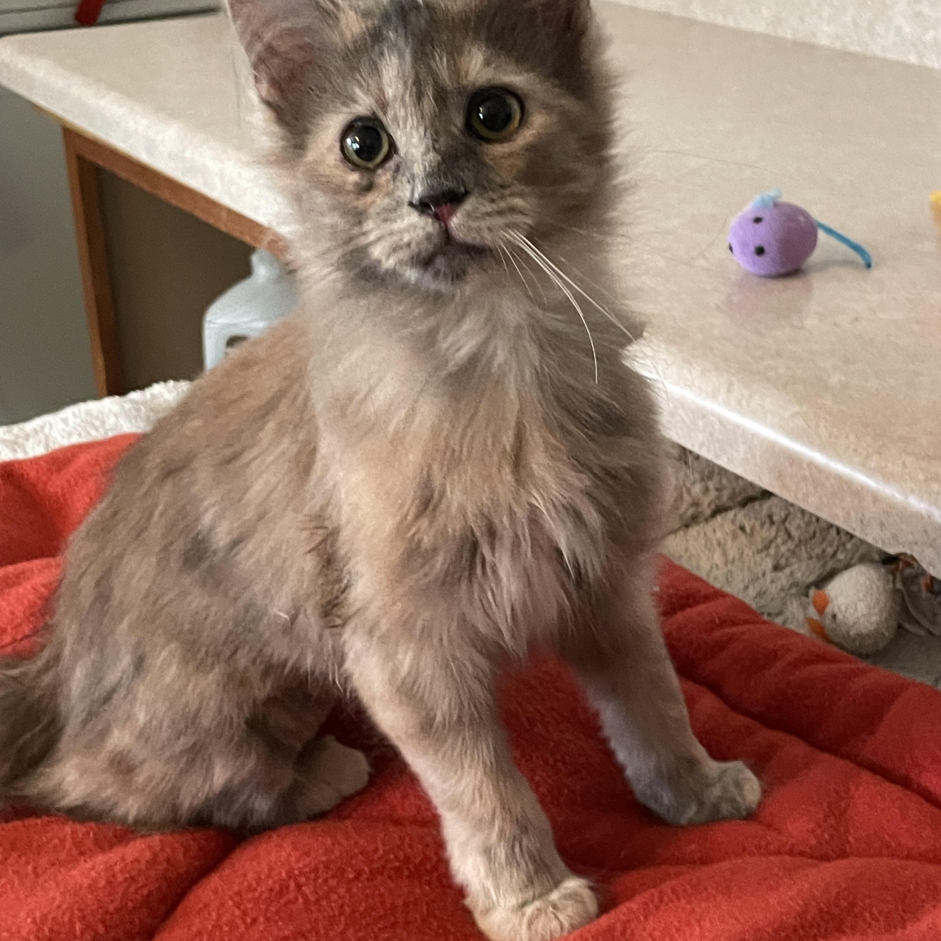 Gracie Lou And Laura thumbnail 6