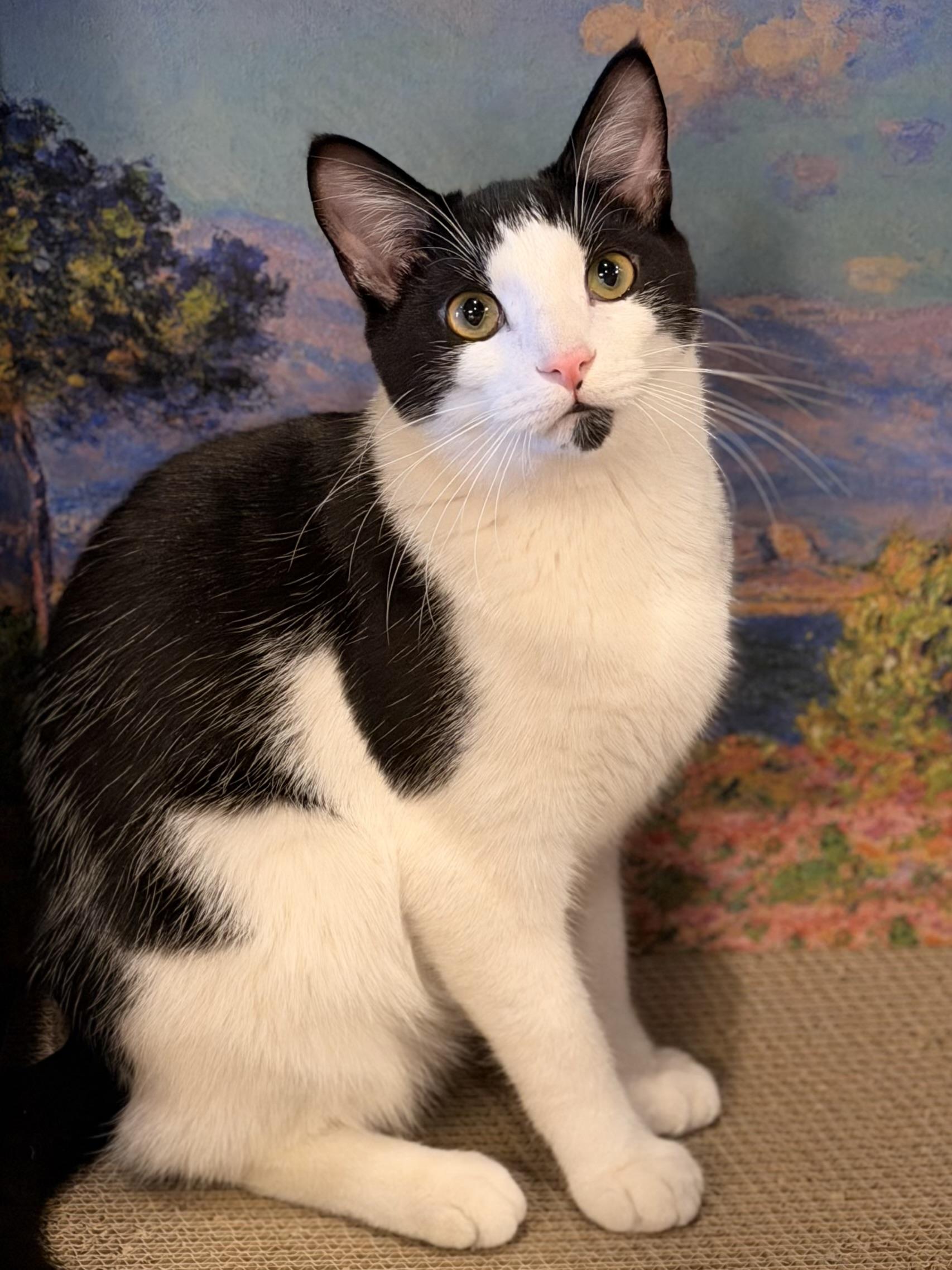 Sweet William , ADOPTABLE, Young Male Domestic Short Hair.