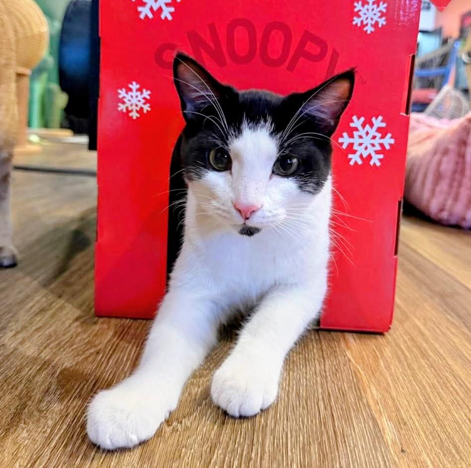 Enlarge Sweet William , a ADOPTABLE Domestic Short Hair in Murfreesboro, TN image 1/1