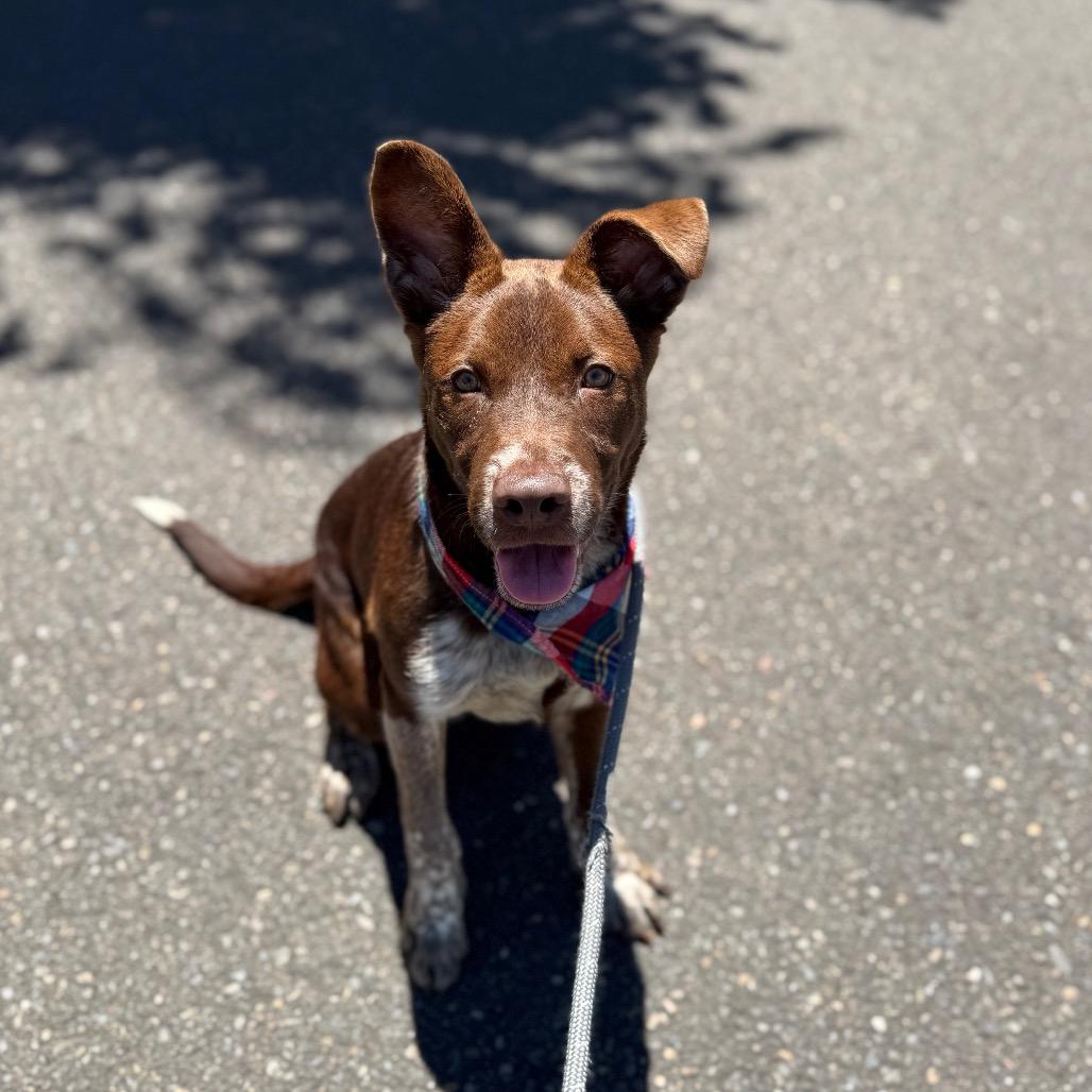 Spencer, a Adoptable mixed breed in Newberg, OR image 1/6