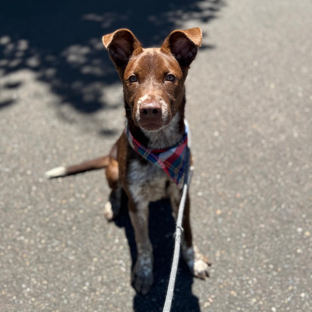 Spencer, a Adoptable mixed breed in Newberg, OR image 2/6