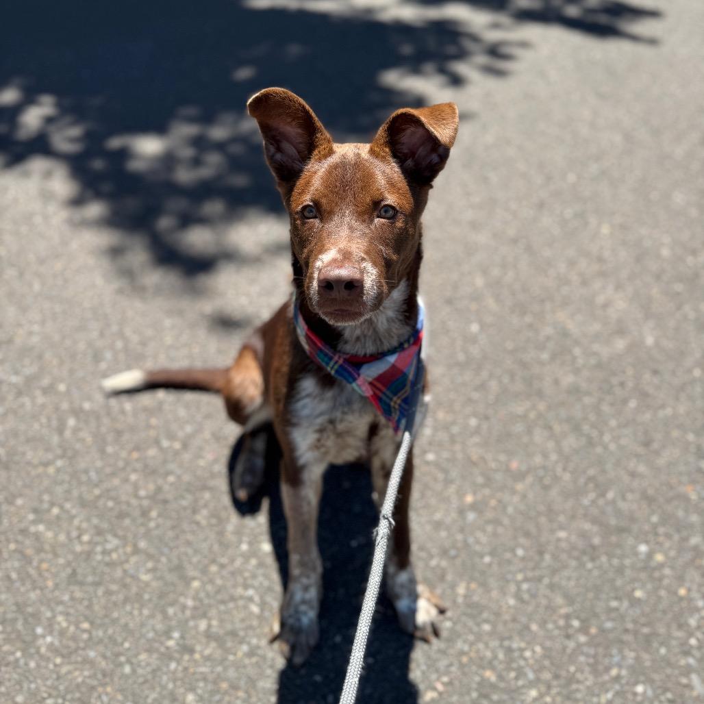 Spencer, a Adoptable mixed breed in Newberg, OR image 3/6