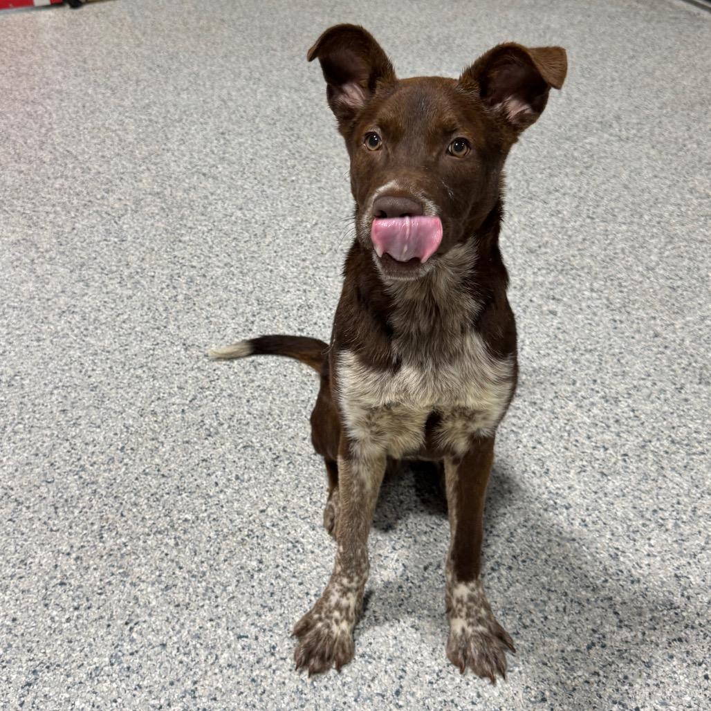 Spencer, a Adoptable mixed breed in Newberg, OR image 4/6