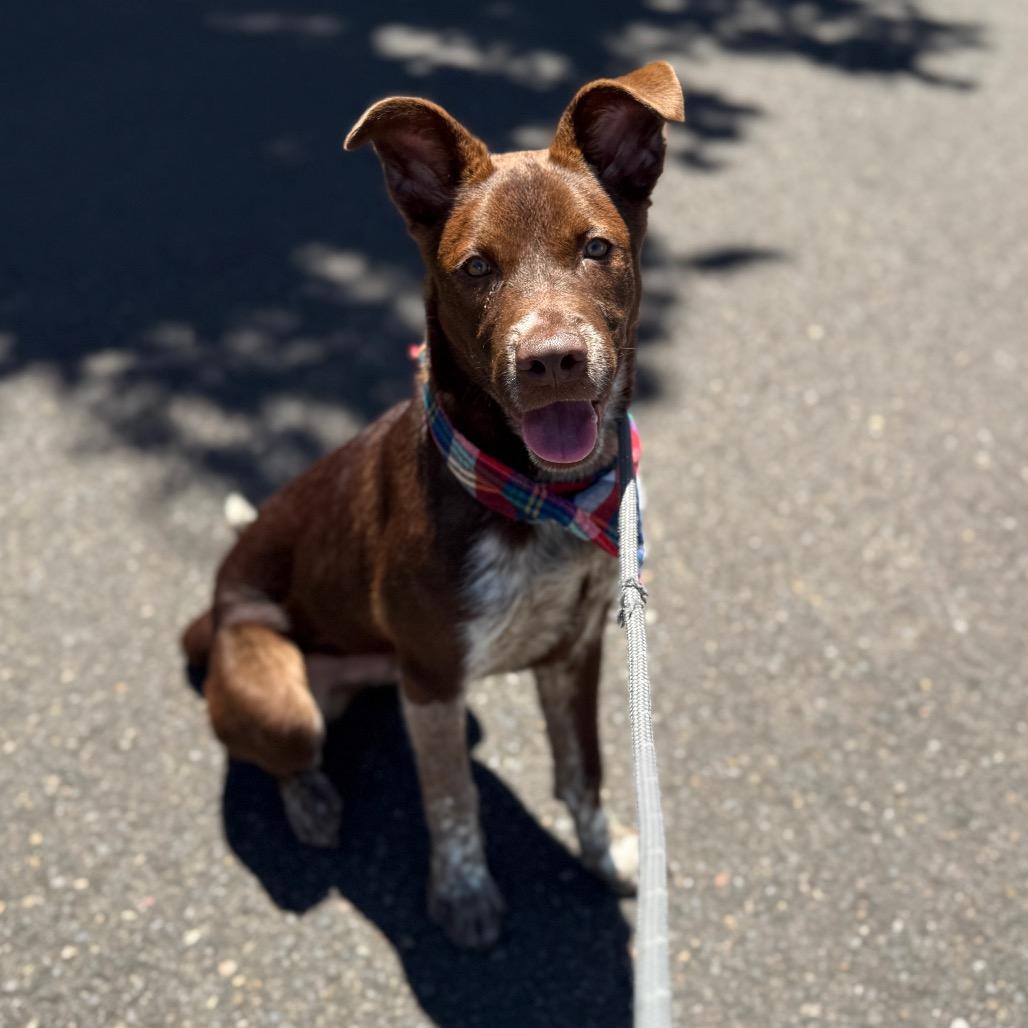 Spencer, a Adoptable mixed breed in Newberg, OR image 5/6