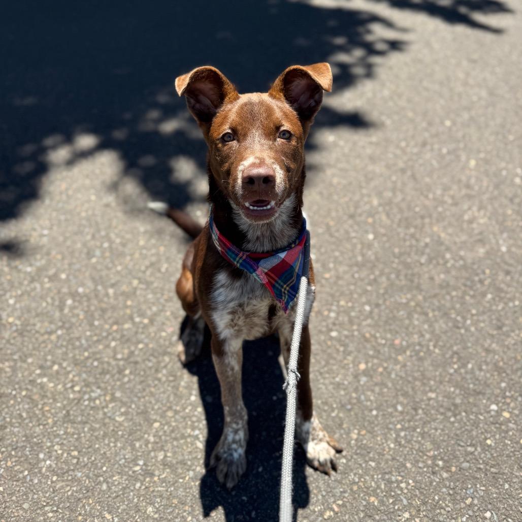 Spencer, a Adoptable mixed breed in Newberg, OR image 6/6