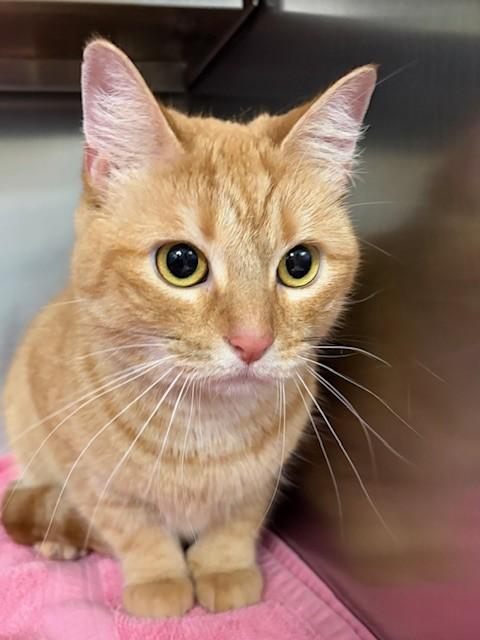 Rosie, ADOPTABLE, Adult Female Domestic Short Hair.
