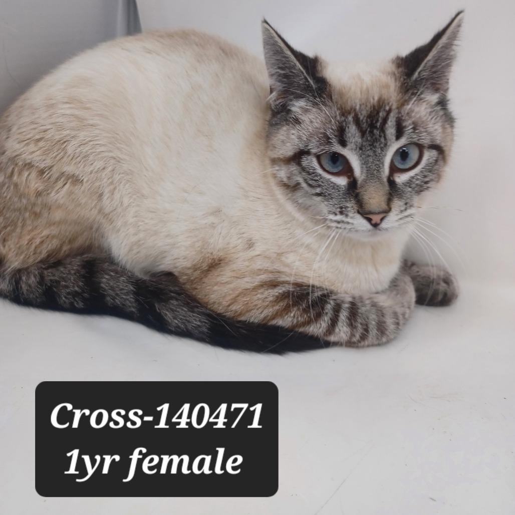 Cross, Adoptable, Young Female Domestic Short Hair & Siamese.