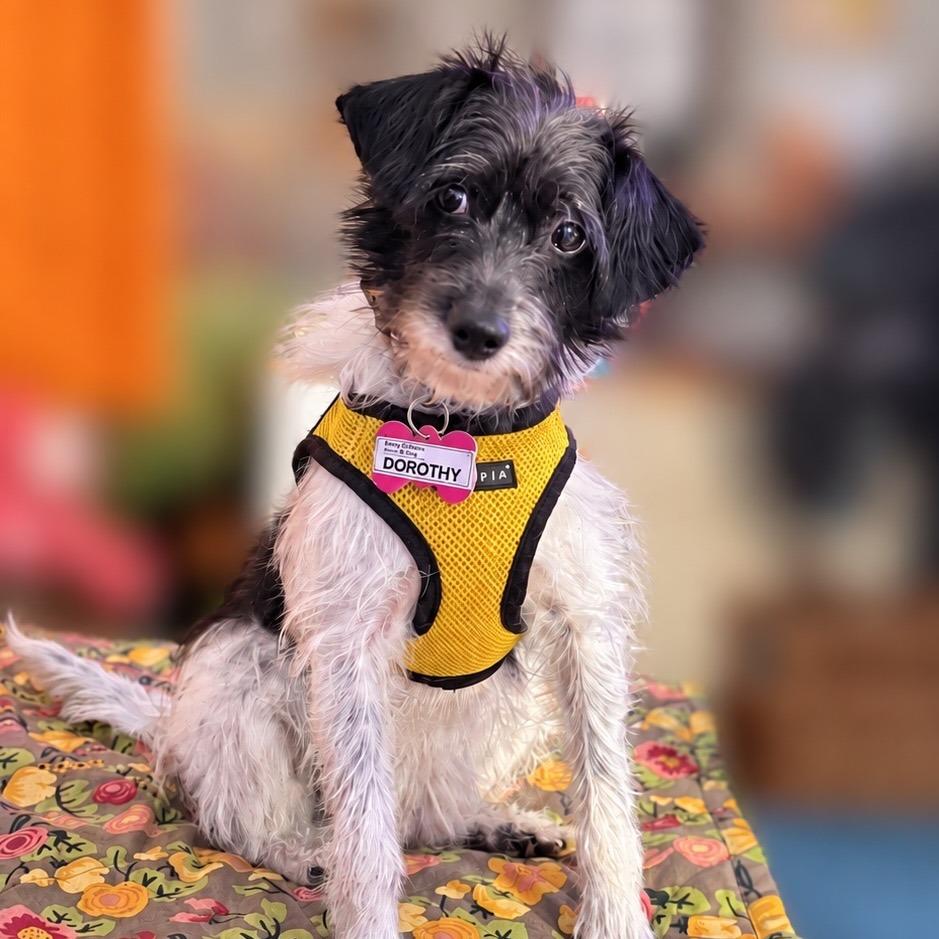 Dorothy, Adoptable, Young Female Jack Russell Terrier & Mixed Breed.