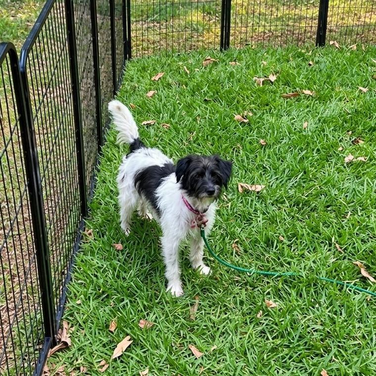 Enlarge Dorothy, a Adoptable mixed breed in Wake Forest, NC image 2/2