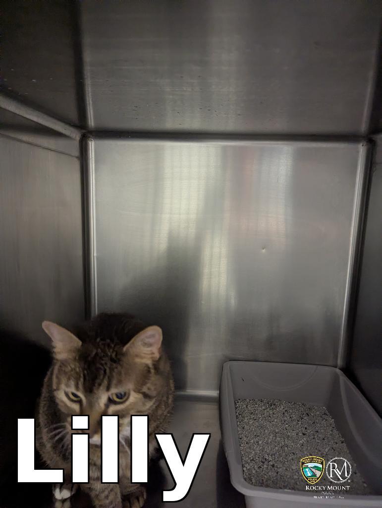 Lilly, Adoptable, Adult Female Domestic Short Hair.