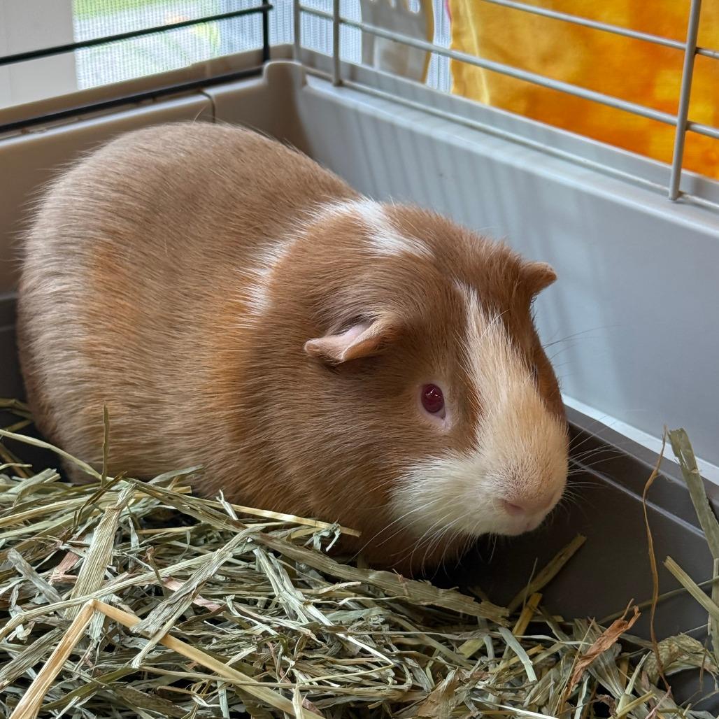 Kylo, Adoptable, Young Male Guinea Pig.