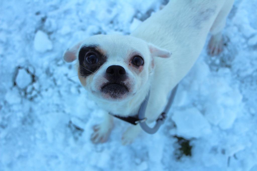 Kevin Costner, a ADOPTABLE mixed breed in Chestertown, MD image 2/5