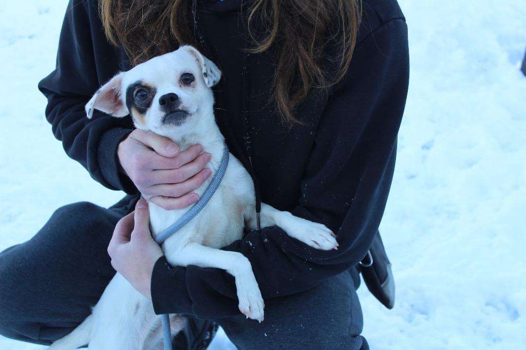 Kevin Costner, ADOPTABLE, Adult Female Chihuahua.