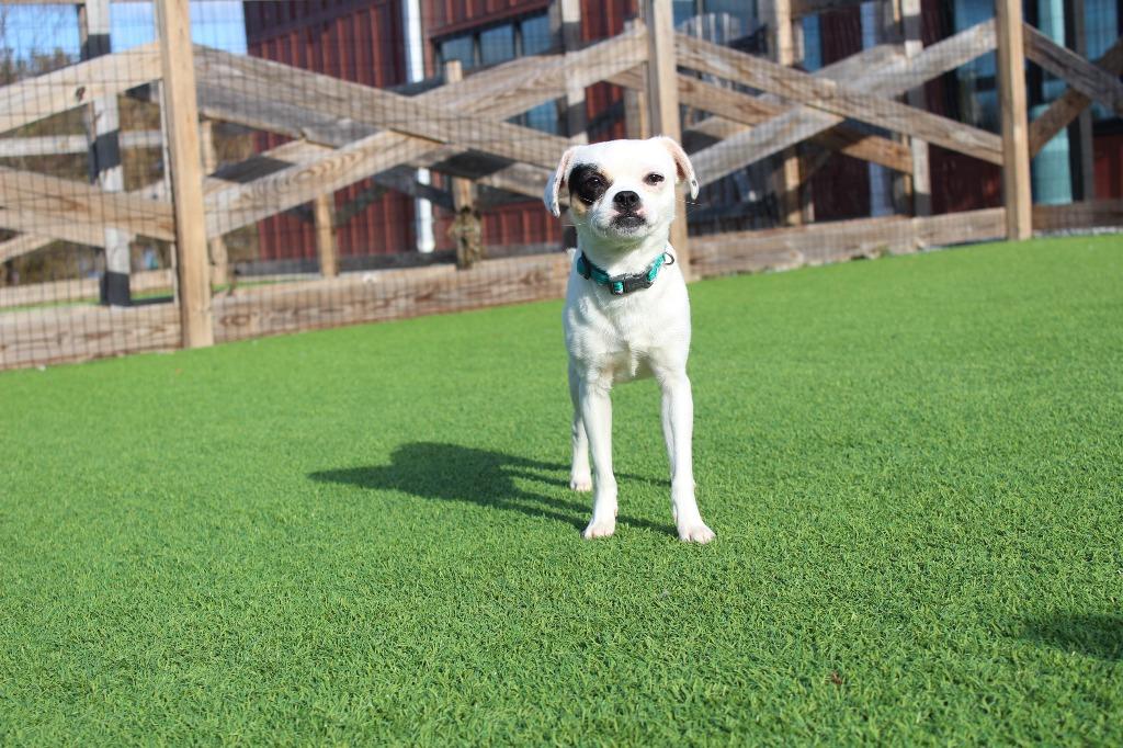Kevin Costner, a ADOPTABLE mixed breed in Chestertown, MD image 5/5