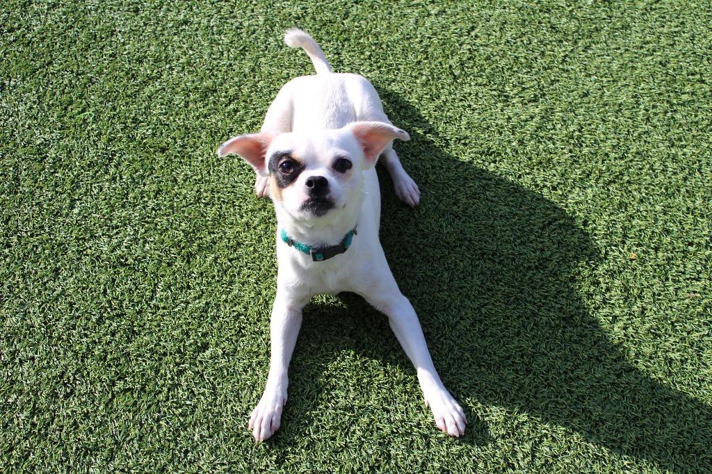 Kevin Costner, a ADOPTABLE mixed breed in Chestertown, MD image 4/5