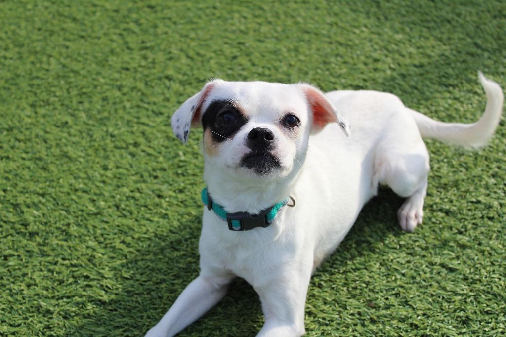 Kevin Costner, a ADOPTABLE mixed breed in Chestertown, MD image 3/5