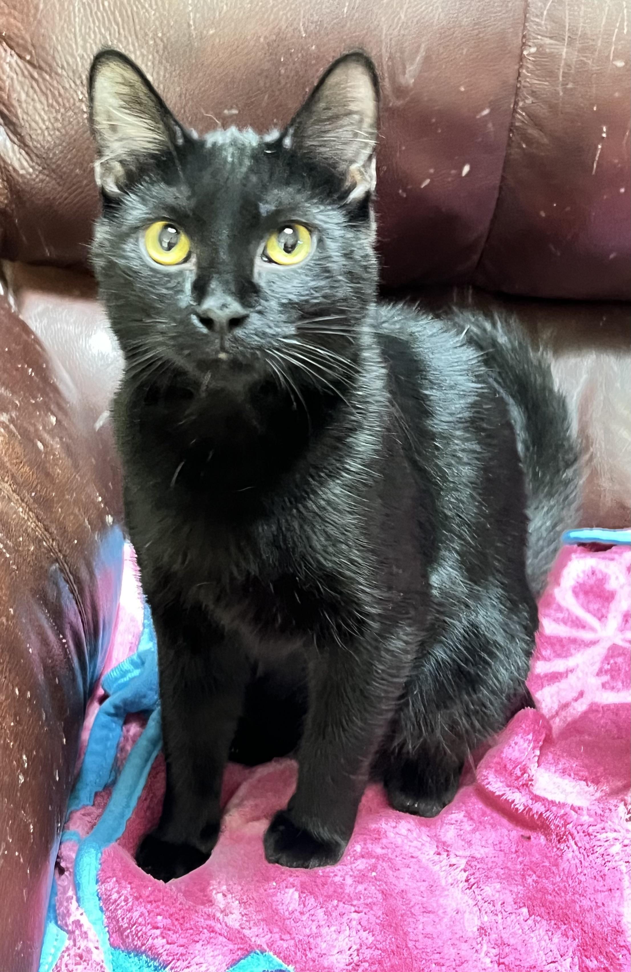 Molly, Adoptable, Young Female Domestic Short Hair & Bombay.