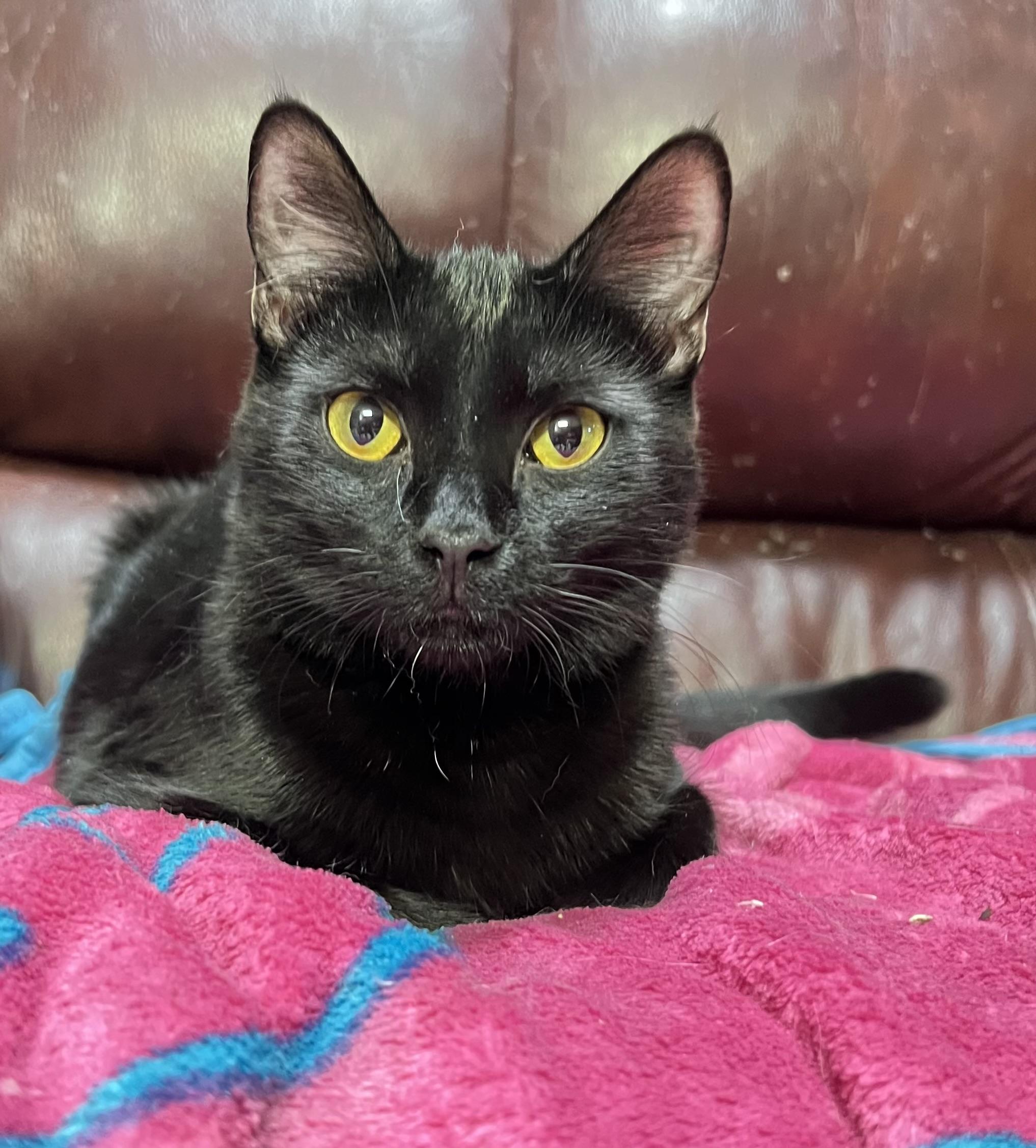 Molly, a Adoptable mixed breed in Mesa, AZ image 3/3