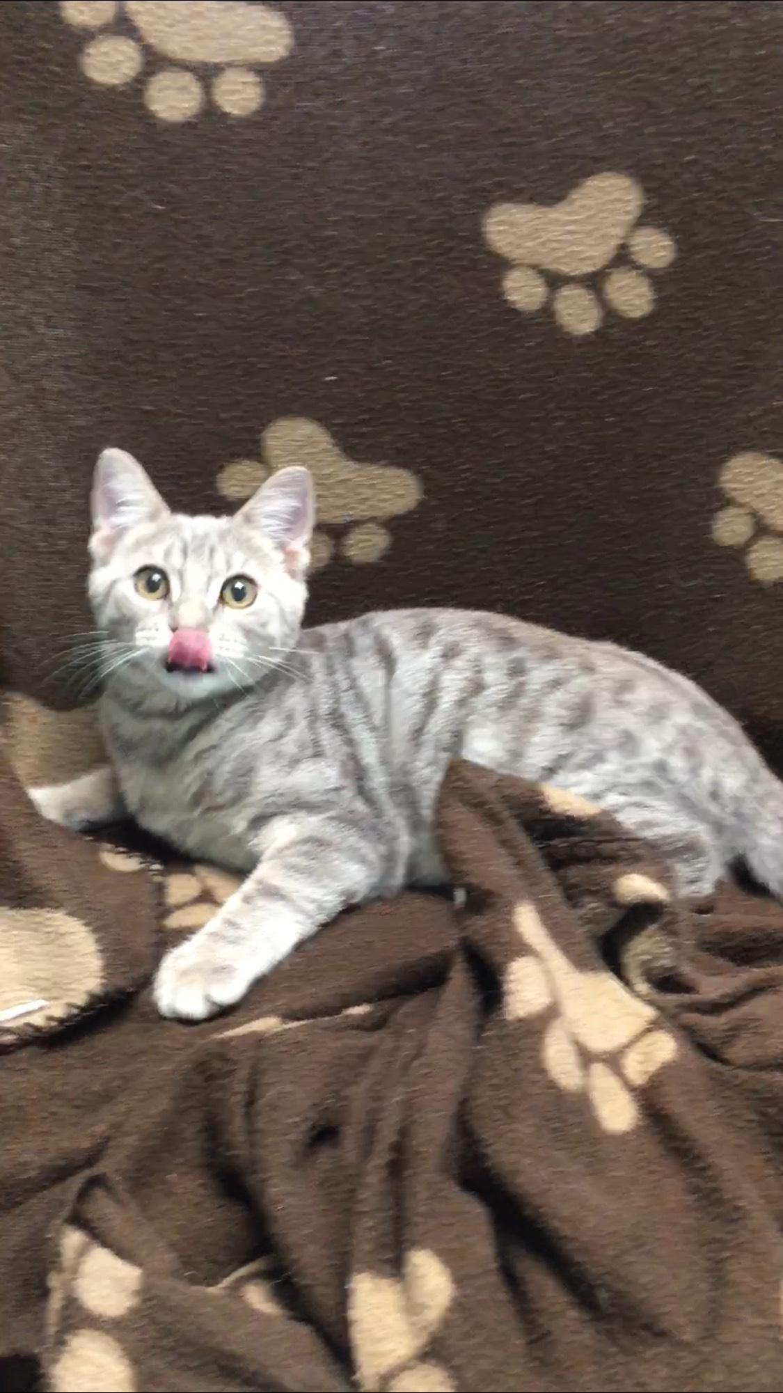 Enlarge Heidi, a Adopted Domestic Short Hair in Miami, FL image 1/5